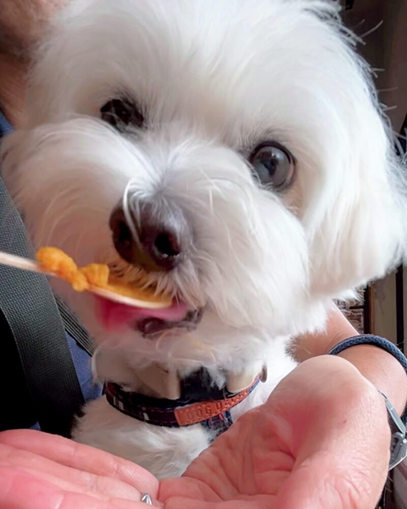 ジェラートと一緒に写る兄弟犬。飼い主も犬も一緒に楽しめる Nicolita の特別な時間。