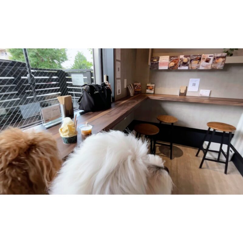カウンター席に並んで座る2頭の犬。飼い主と一緒にジェラートタイムを楽しめる Nicolita の雰囲気が伝わる。