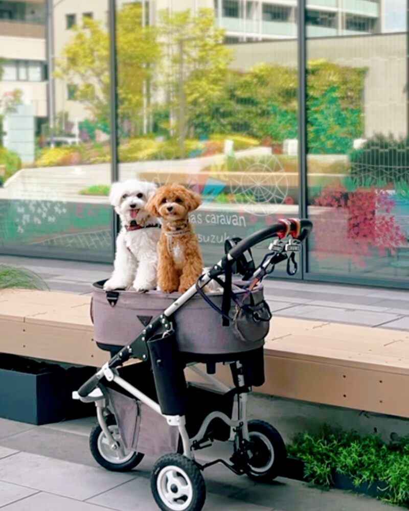 横浜センター北の犬連れカフェcafe1886 at Boschでカートから顔を出して笑う犬たち