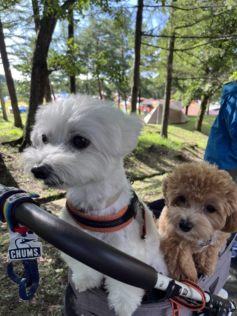 アウトドアドッグフェスタ2025でドッグカートに乗っている兄弟犬