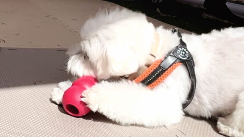 アウトドアドッグフェスタ2025のKONGの１分間チャレンジの様子。兄犬