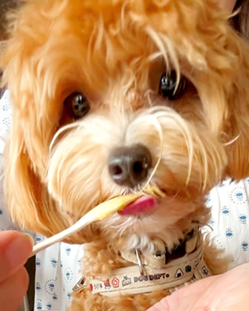 ジェラートと一緒に写る兄弟犬。飼い主も犬も一緒に楽しめる Nicolita の特別な時間。