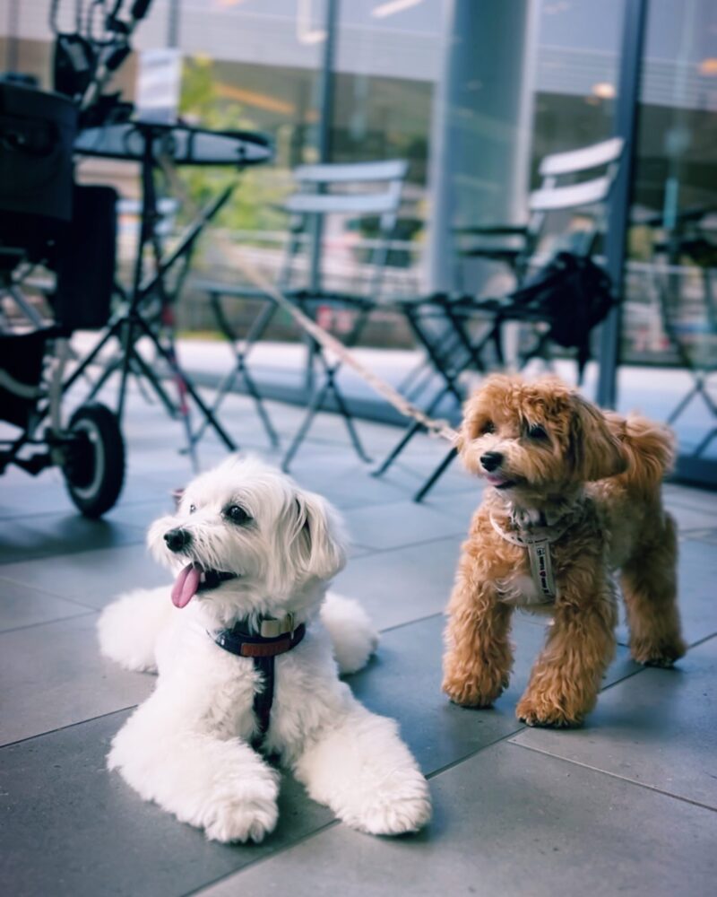 横浜の犬連れカフェcafe1886のテラス席でリードにつながれくつろぐ2匹の犬