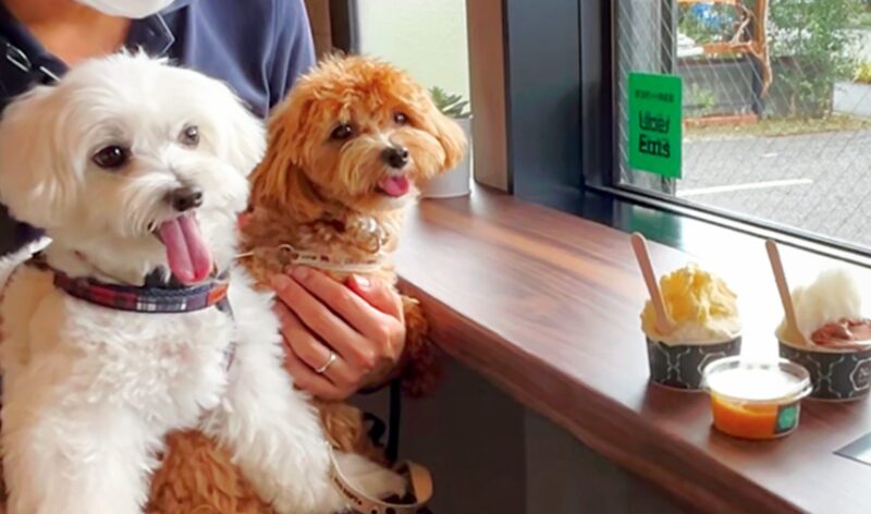 カウンター席に並んで座る2頭の犬。飼い主と一緒にジェラートタイムを楽しめる Nicolita の雰囲気が伝わる。