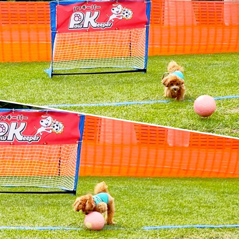 アウトドアドッグフェスタ2025のパウキーパーの弟犬の様子。
