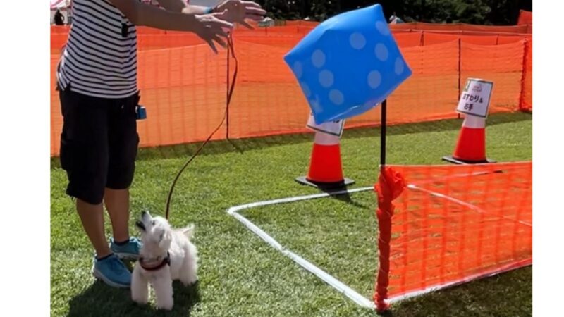 アウトドアドッグフェスタ2025のワンコすごろくのサイコロを振る様子と兄犬