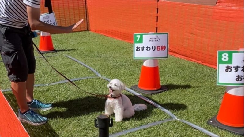 アウトドアドッグフェスタ2025のワンコすごろくの各マスでお題をこなしている兄犬の様子