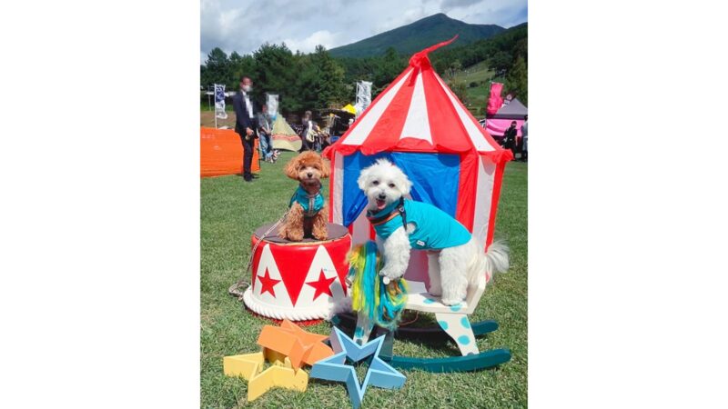 サーカスのフォトスポットで兄弟犬の撮影