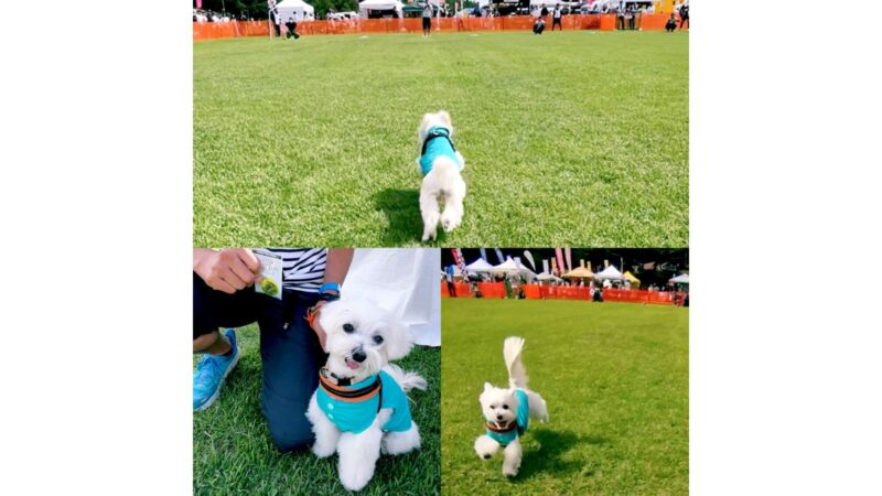 アウトドアドッグフェスタ2025のチキチキワンワン猛レースの兄犬の様子