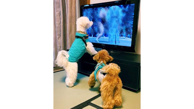 八ヶ岳わんわんパラダイスのコテージ内、畳の部屋でテレビに夢中になる2頭の犬