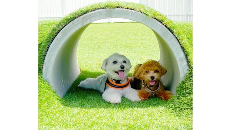 八ヶ岳わんわんパラダイスのドッグラン、アジリティのトンネルに入って休む2頭の犬