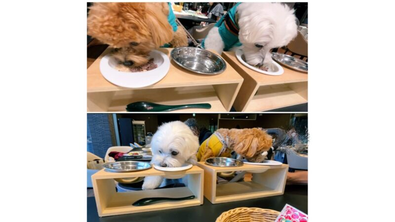 八ヶ岳わんわんパラダイスのレストランで犬用ご飯を食べるマルチーズミックスとマルプー