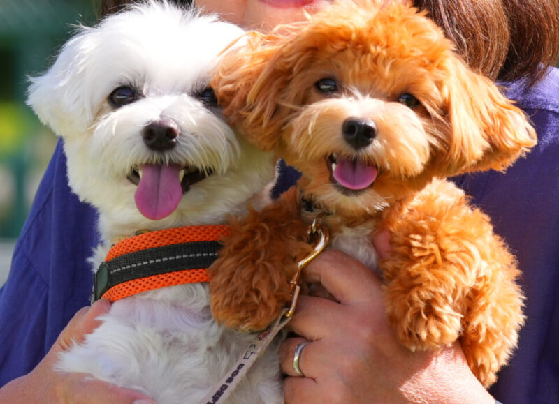 留守番はできている。 それでも、帰宅時の吠えが気になる。