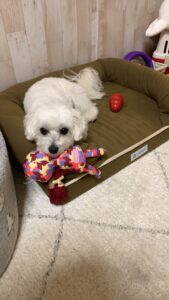 留守番がつらい犬のサイン｜キャッチ画像