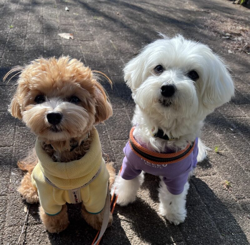 小型犬のバロン（右）とマイロ（左）が並んでお座りしている様子