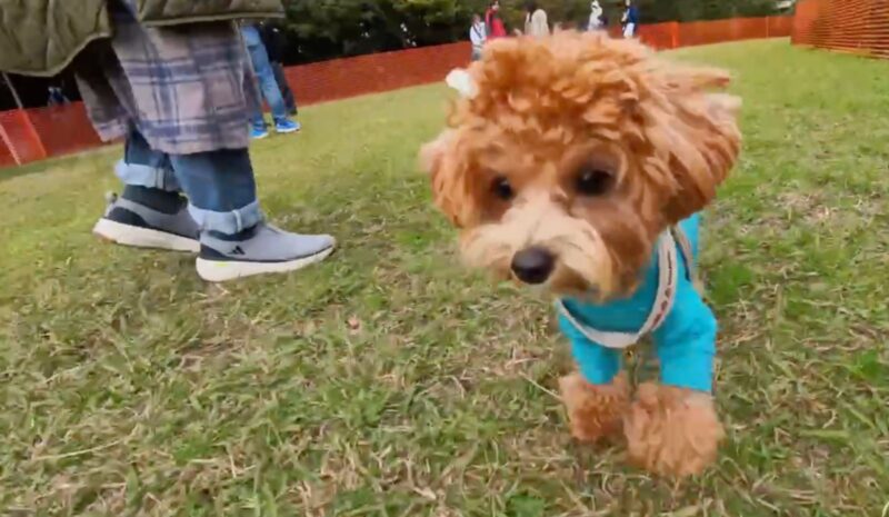 ドッグランで他の犬と遊ぶ小型犬の様子