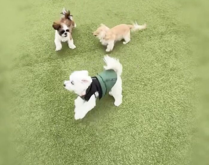 ドッグランで他の犬と遊ぶ小型犬の様子