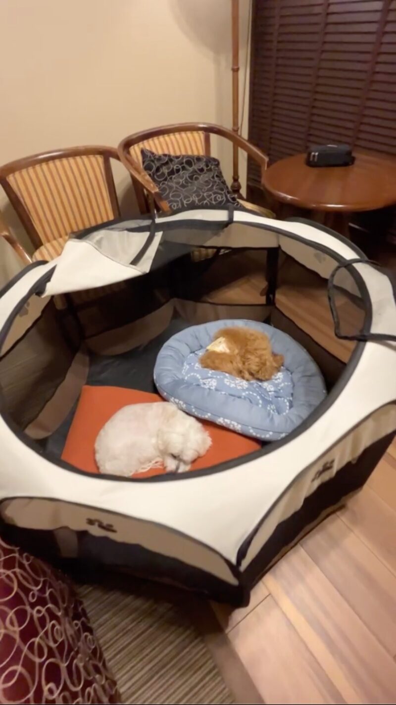 客室に設置したソフトクレートで眠る兄弟犬