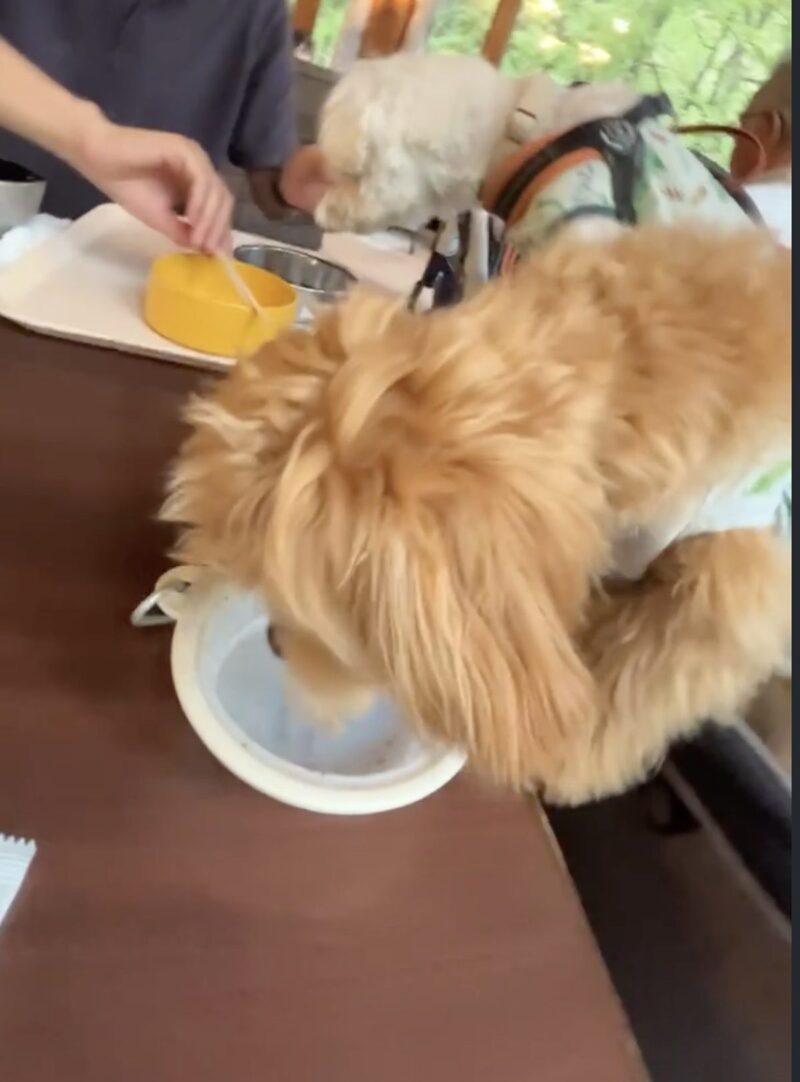 高山わんわんパラダイスで提供される犬用ごはんを食べる小型犬