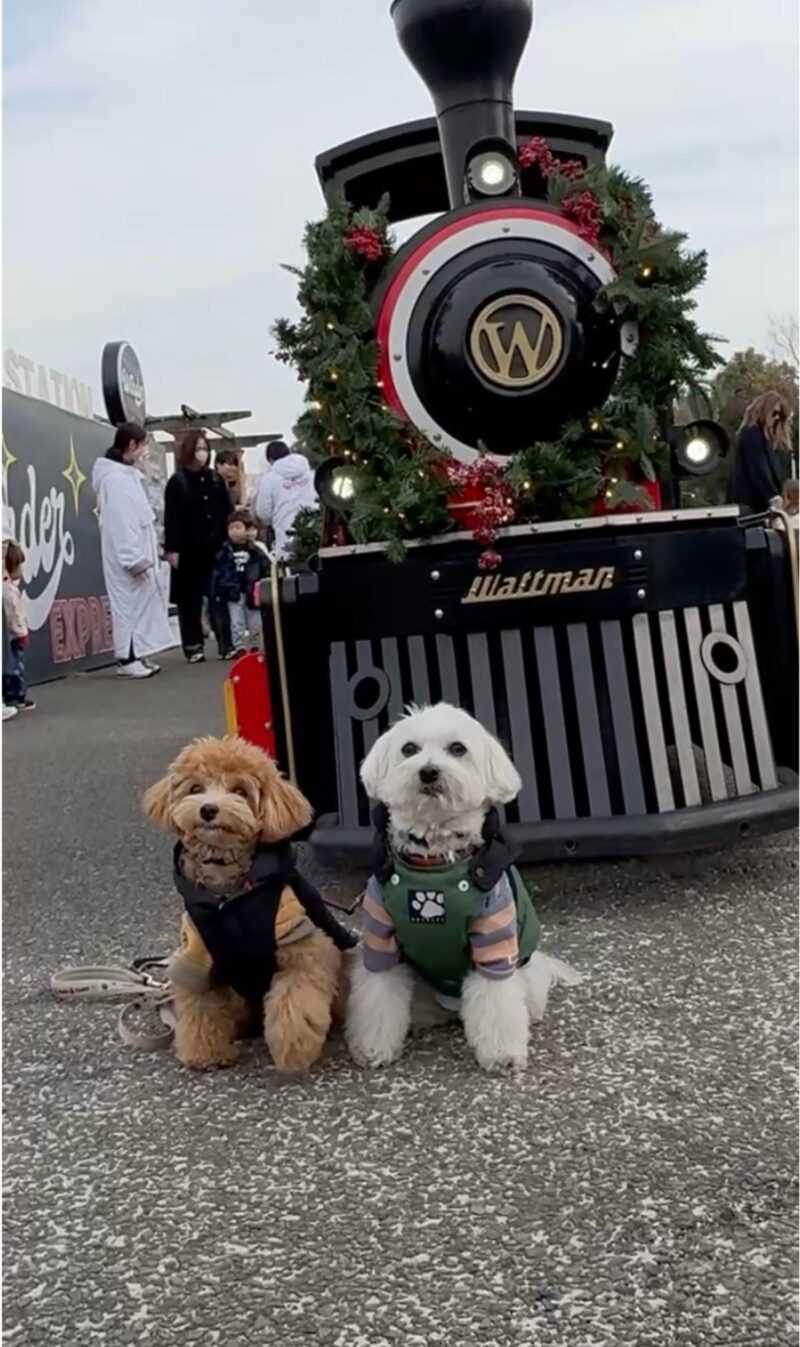 横浜ワンダーパークトレインの機関車前で記念撮影する小型犬2匹