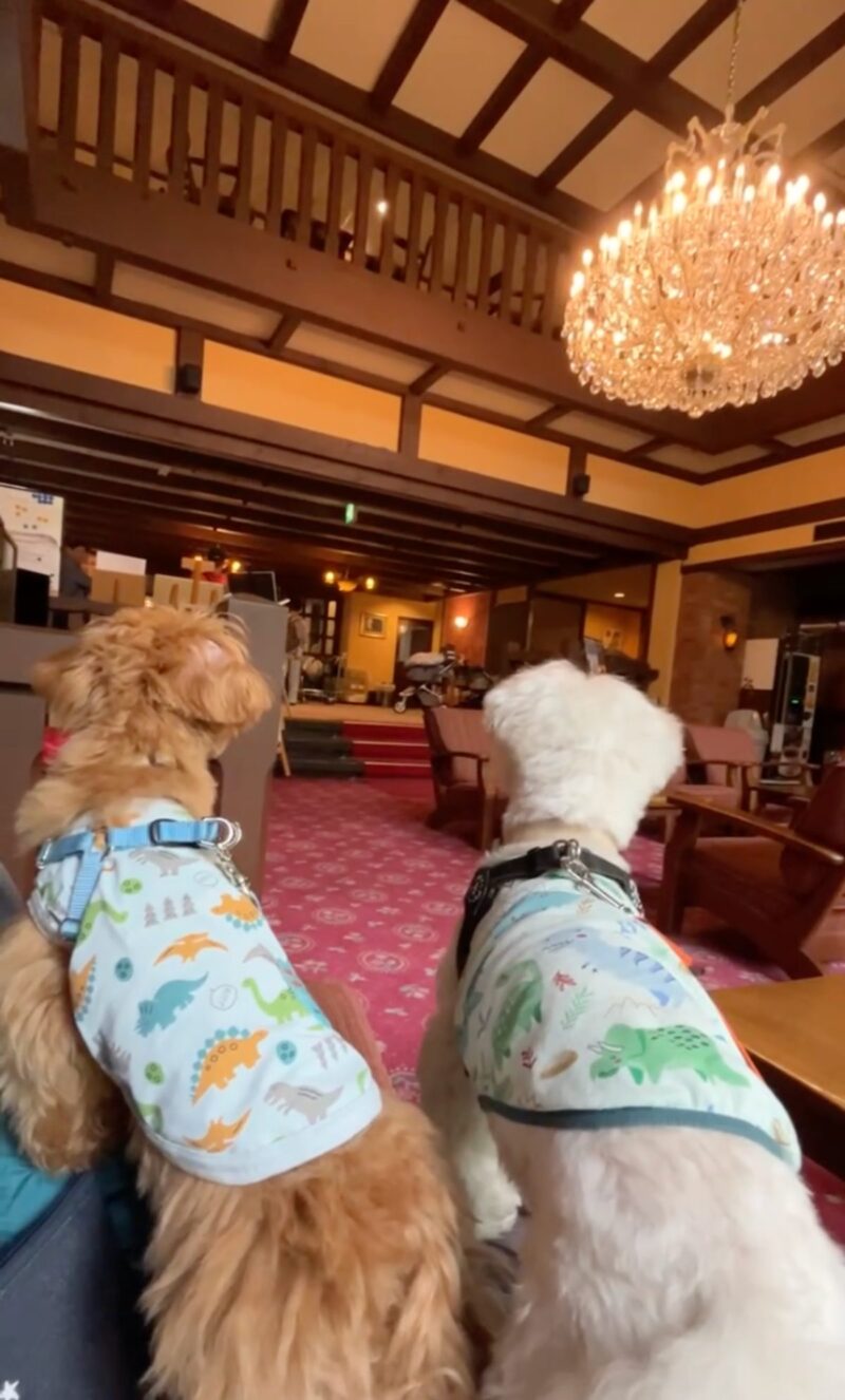 木の梁が印象的なロビーで待つ小型犬