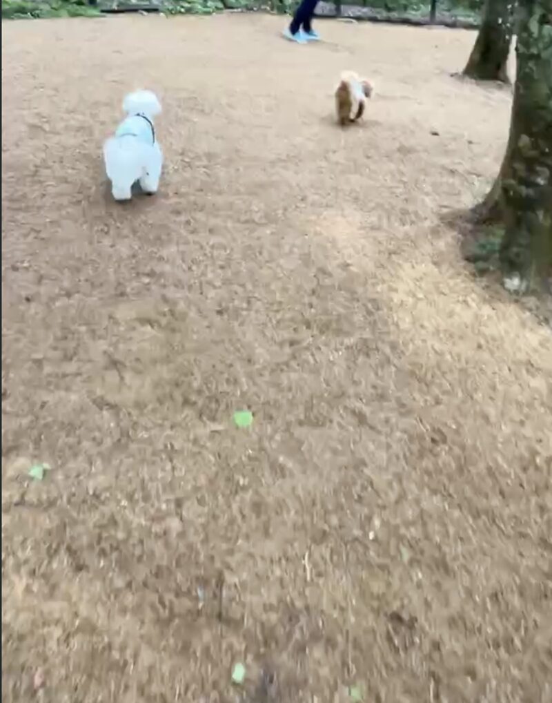 高山わんわんパラダイスの森に囲まれたドッグランで走る小型犬