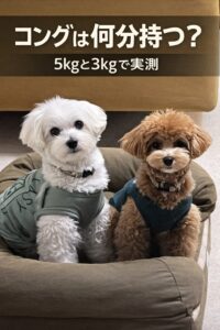 コングを使って留守番前に待つ5kgと3kgの小型犬