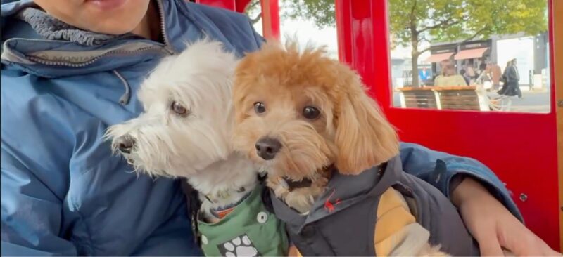 ワンダーパークトレイン車内で抱っこされる小型犬