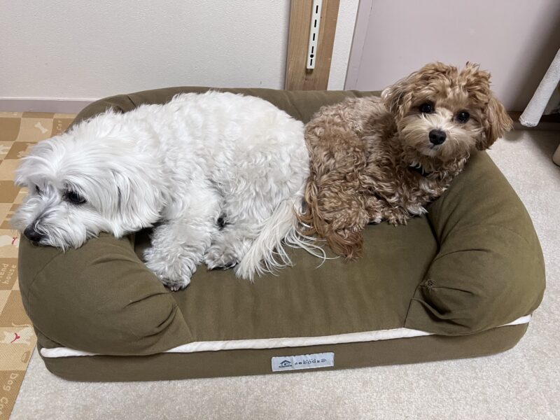 neDOGkoの犬用ベッドで、1匹は眠り、もう1匹は起きて周囲を見ている様子