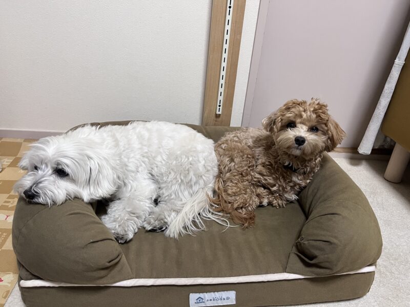 日常の中でneDOGkoの犬用ベッドを使って過ごす兄弟犬の様子