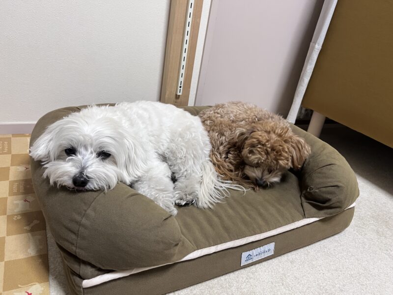 neDOGkoの犬用ベッドで、白い犬と茶色の犬がそれぞれ楽な姿勢でくつろいでいる様子