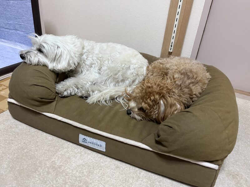 neDOGkoの犬用ベッドを、2匹の犬が同時に使ってリラックスしている様子