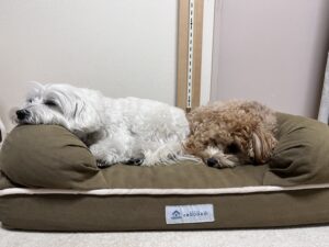 neDOGkoの犬用ベッドで、バロンとマイロが並んで落ち着いて眠っている様子