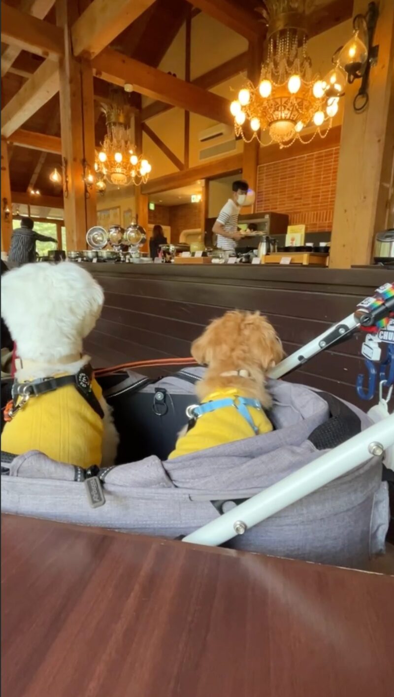 朝食ビュッフェ中、カートの中で静かに待つ兄弟犬