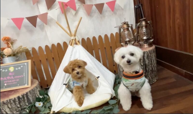 高山わんわんパラダイス館内のフォトスポットで撮影する小型犬