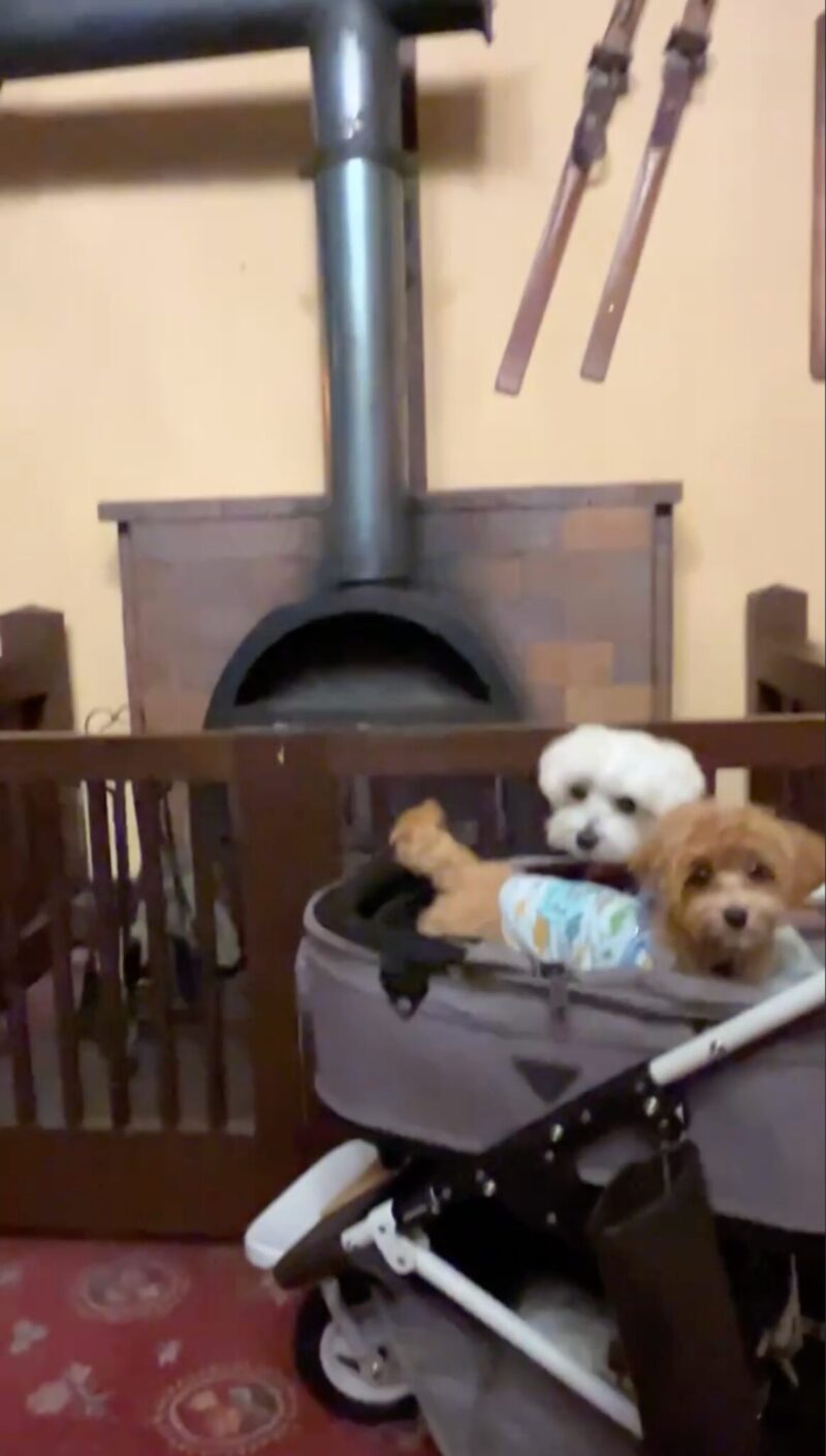 犬と泊まれる宿 高山わんわんパラダイス 暖炉前の兄弟犬