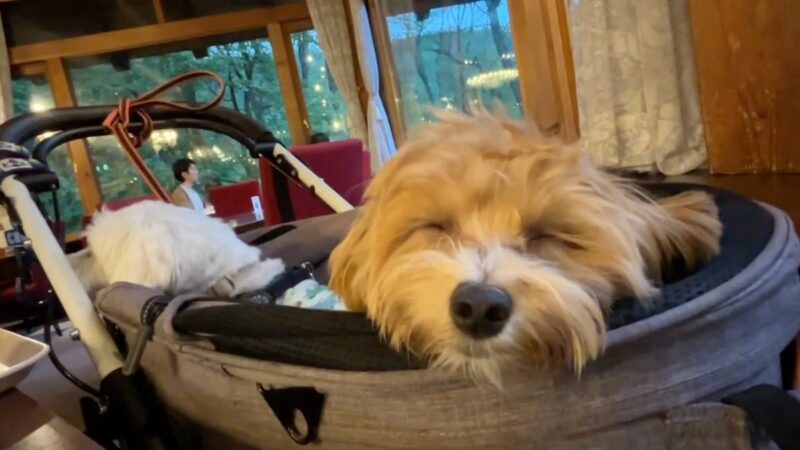 夕食後、カートの中で安心して眠る兄弟犬