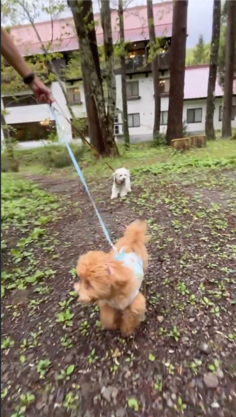 高山わんわんパラダイスの森に囲まれたドッグランで走る小型犬