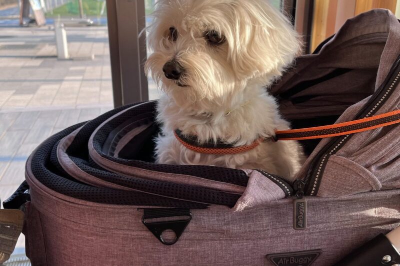 つるま食堂の店内でペットフレンドリーシートを利用し、カートに入って過ごす犬