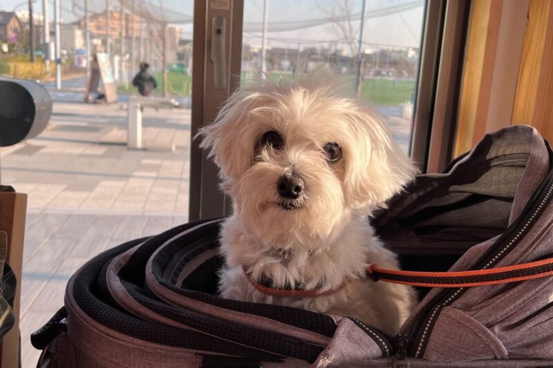 つるま食堂の店内でペットフレンドリーシートを利用し、カートに入って過ごす犬