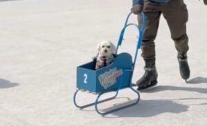 Winter Wonder Park Yokohamaで犬用ソリに乗った犬とスケートを体験する様子（2026年2月）
