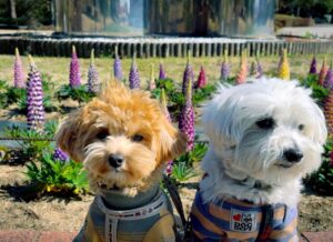 県立相模原公園のルピナス花壇と犬2頭の写真