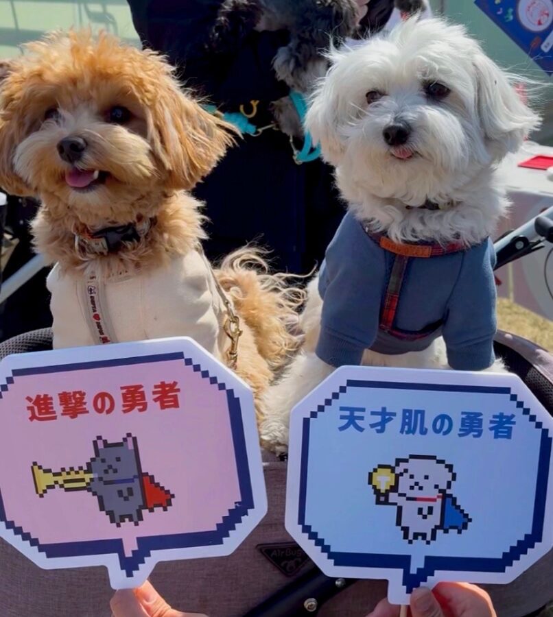 赤レンガでわんさんぽ2026でうちの子クエストの勇者タイプカードを持つバロンとマイロ