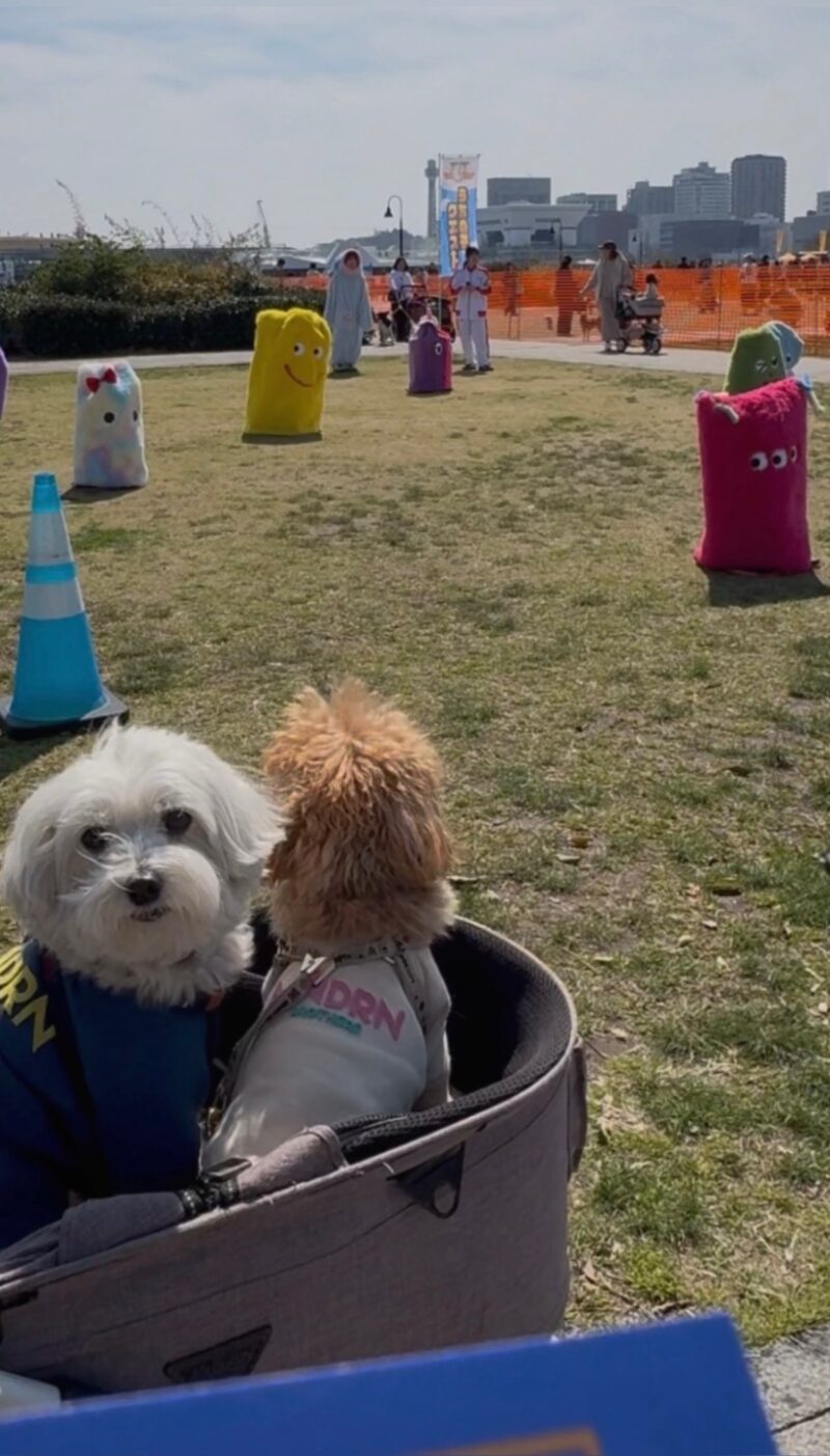 赤レンガでわんさんぽ2026の会場でカートに乗るバロンとマイロ