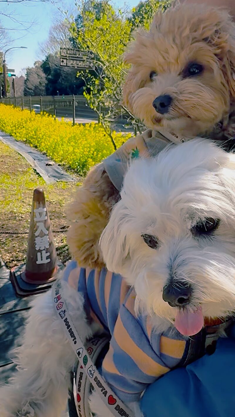 県立相模原公園の菜の花と犬の散歩風景