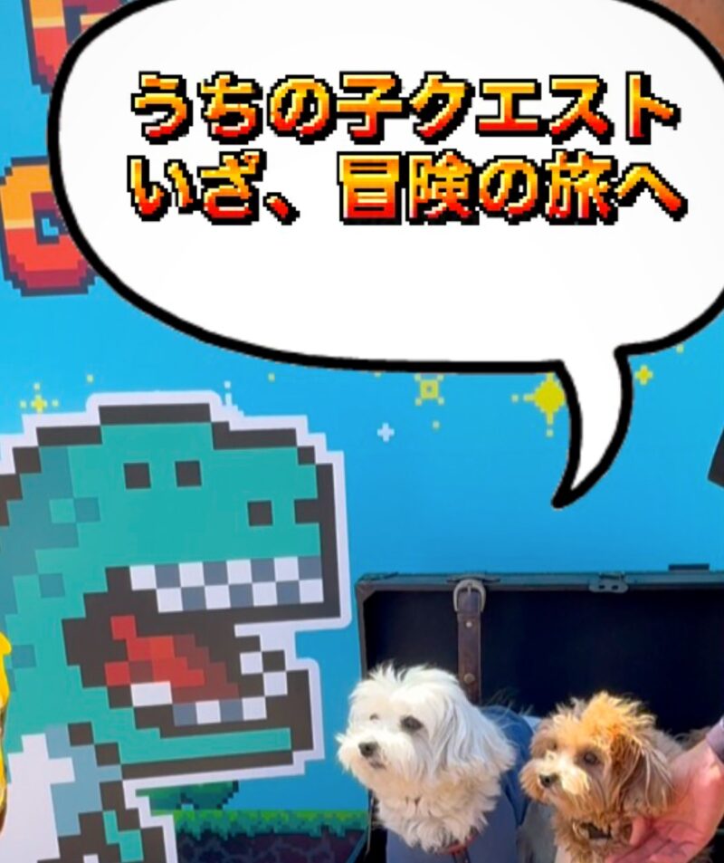 うちの子クエストの宝箱フォトスポットに入る兄弟犬