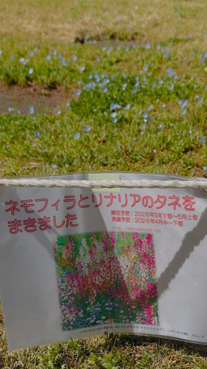 県立相模原公園のネモフィラとリナリアの開花案内