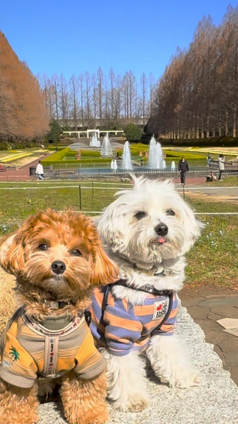 県立相模原公園の噴水広場と犬2頭の写真