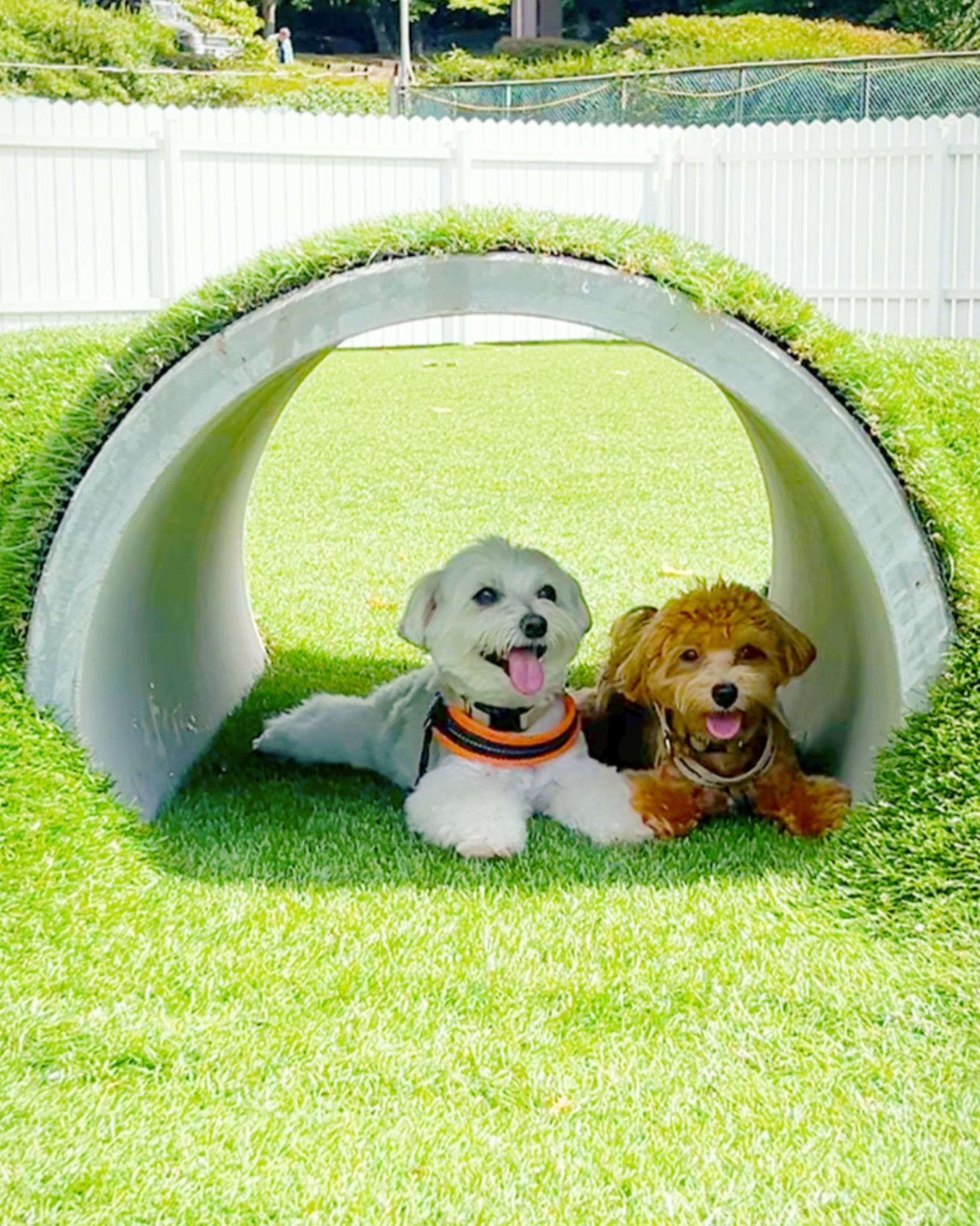 芝生のトンネルで休むバロンとマイロ