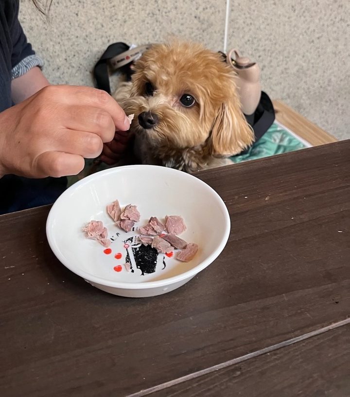 マイロが手から食べる